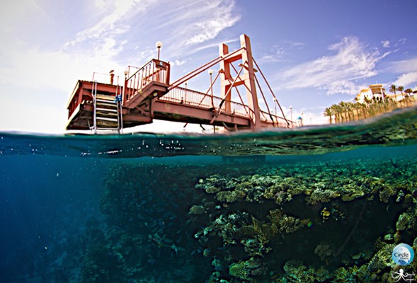 The Local Dive Sites